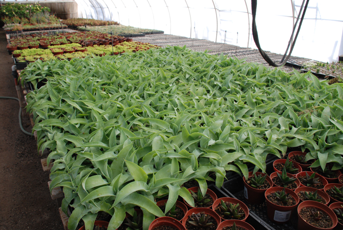 Agave